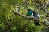 Holub maorsky - Hemiphaga novaeseelandiae - New Zealand pigeon - kereru 1873